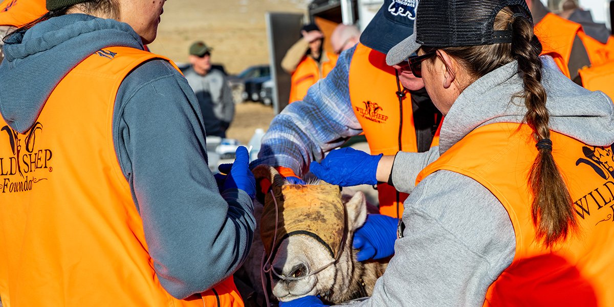 Volunteers and researchers testing captured bighorn sheep for disease before releasing back into the wild.